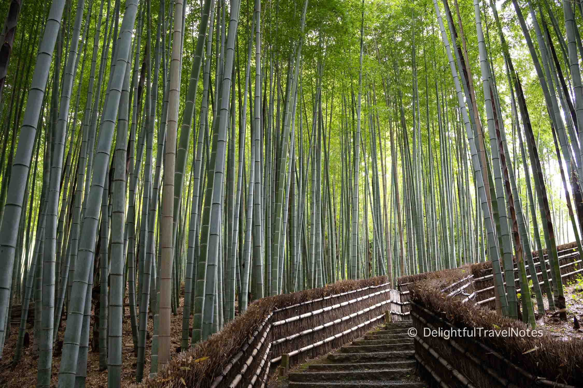 Bamboo Groves at Adashino Nenbutsu-ji temple in Kyoto