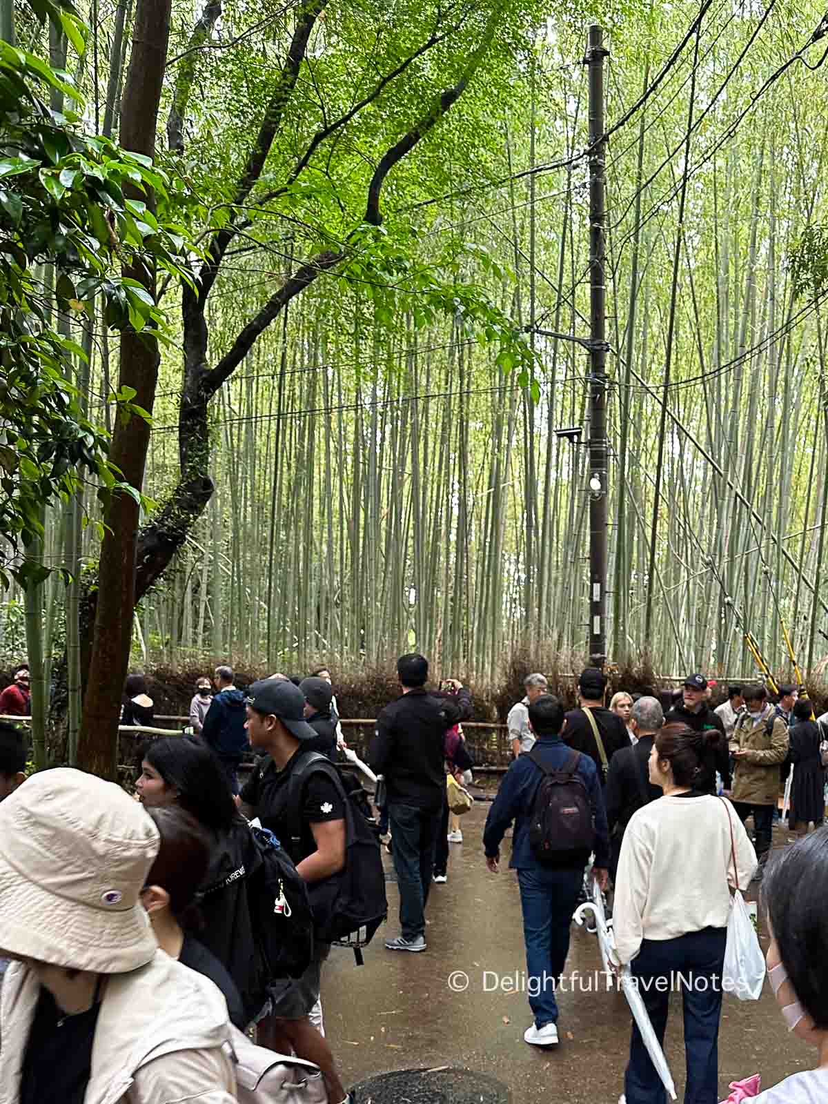 Arashiyama bamboo forest packed with visitors.