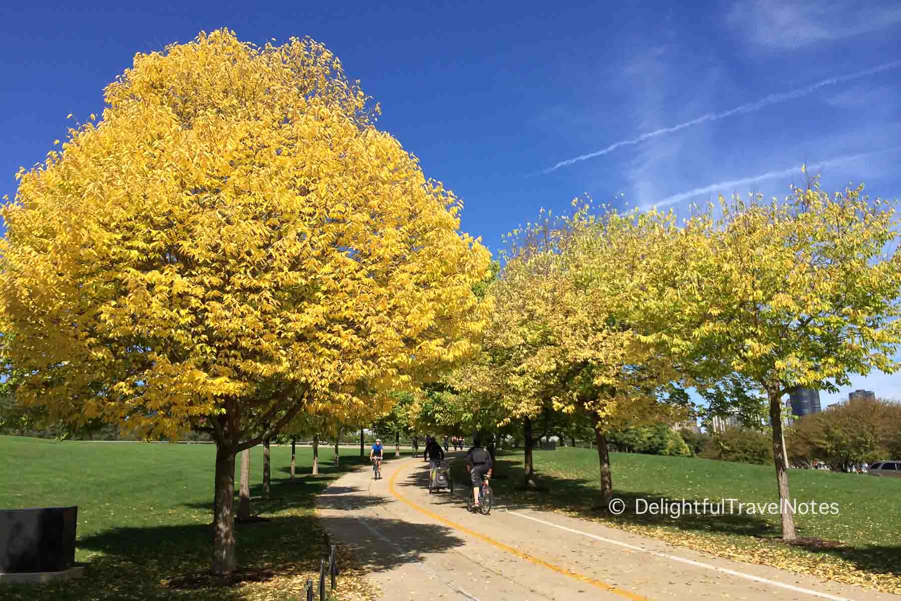 Fall foliage at Grant Park in Chicago Illinois.