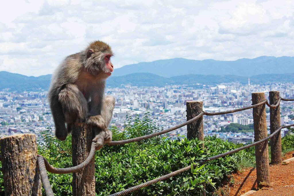 a monkey in Arashiyama Iwatayama Monkey Park with Kyoto city in the backdrop