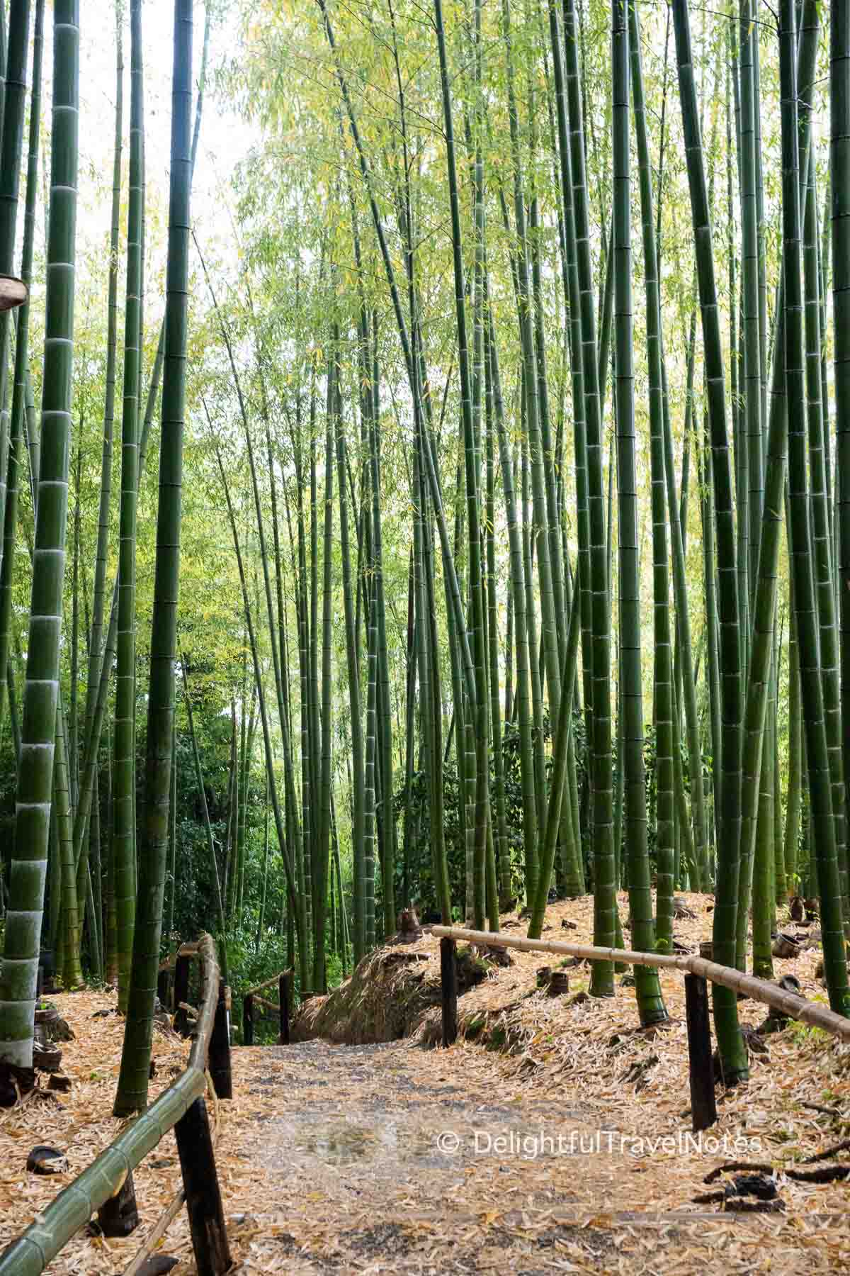 Small bamboo grove at Kodai-ji temple in Kyoto.
