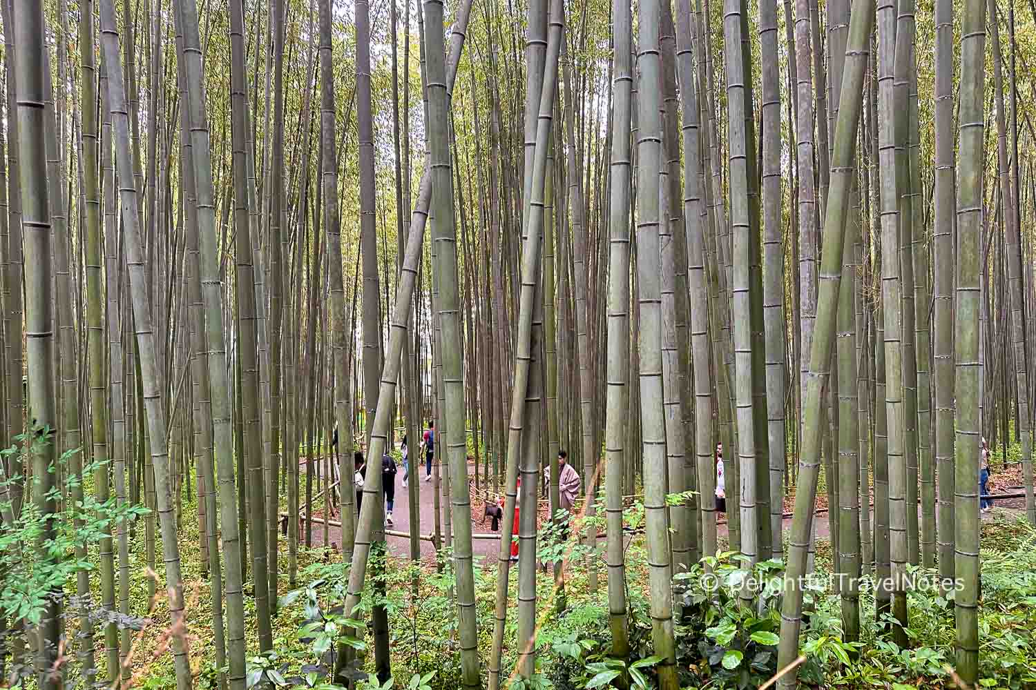 the walking path full of tourists at Arashiyama bamboo groves.