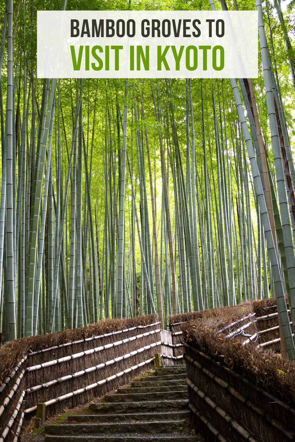 a lush and beautiful bamboo grove in Kyoto, an excellent alternative to Arashiyama bamboo forest.