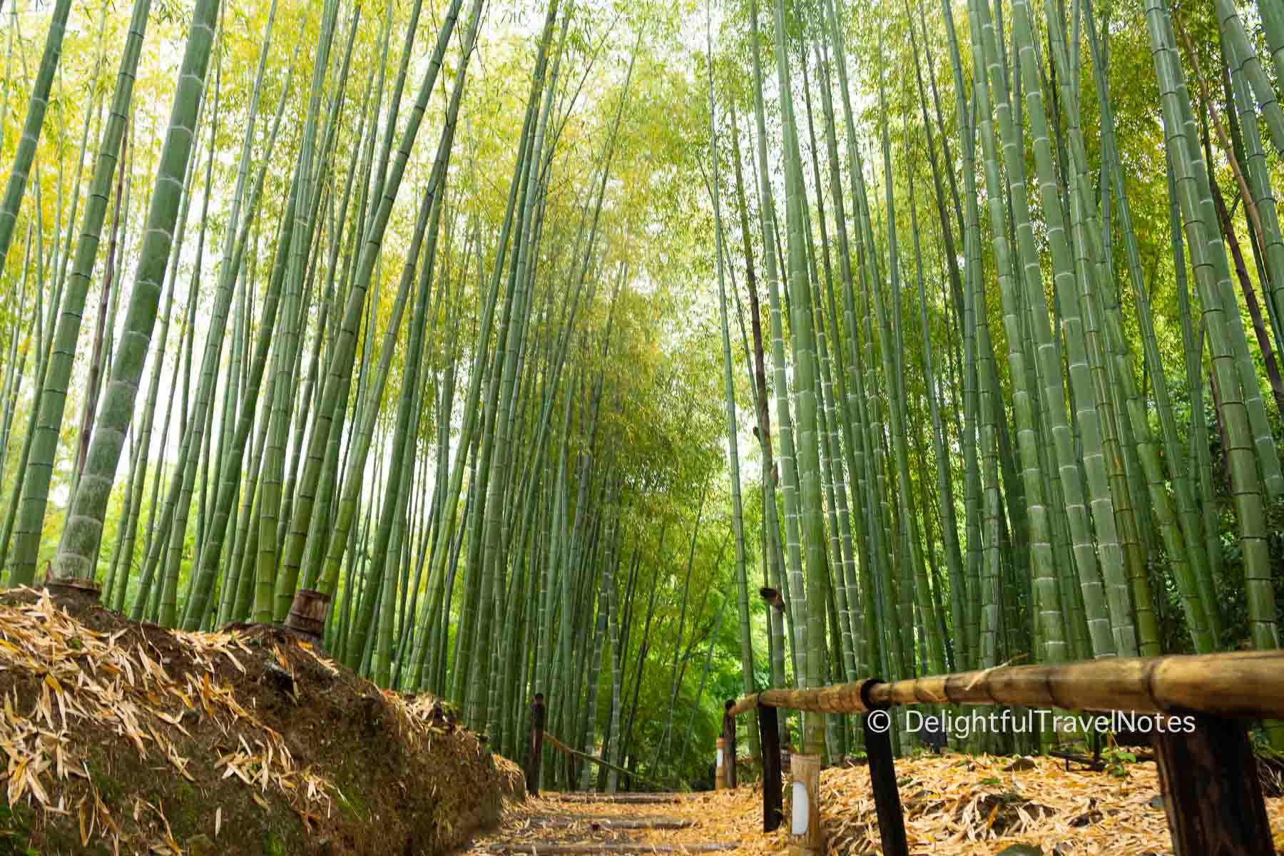 the bamboo garden at Kodai-ji temple in Kyoto with a walking path.