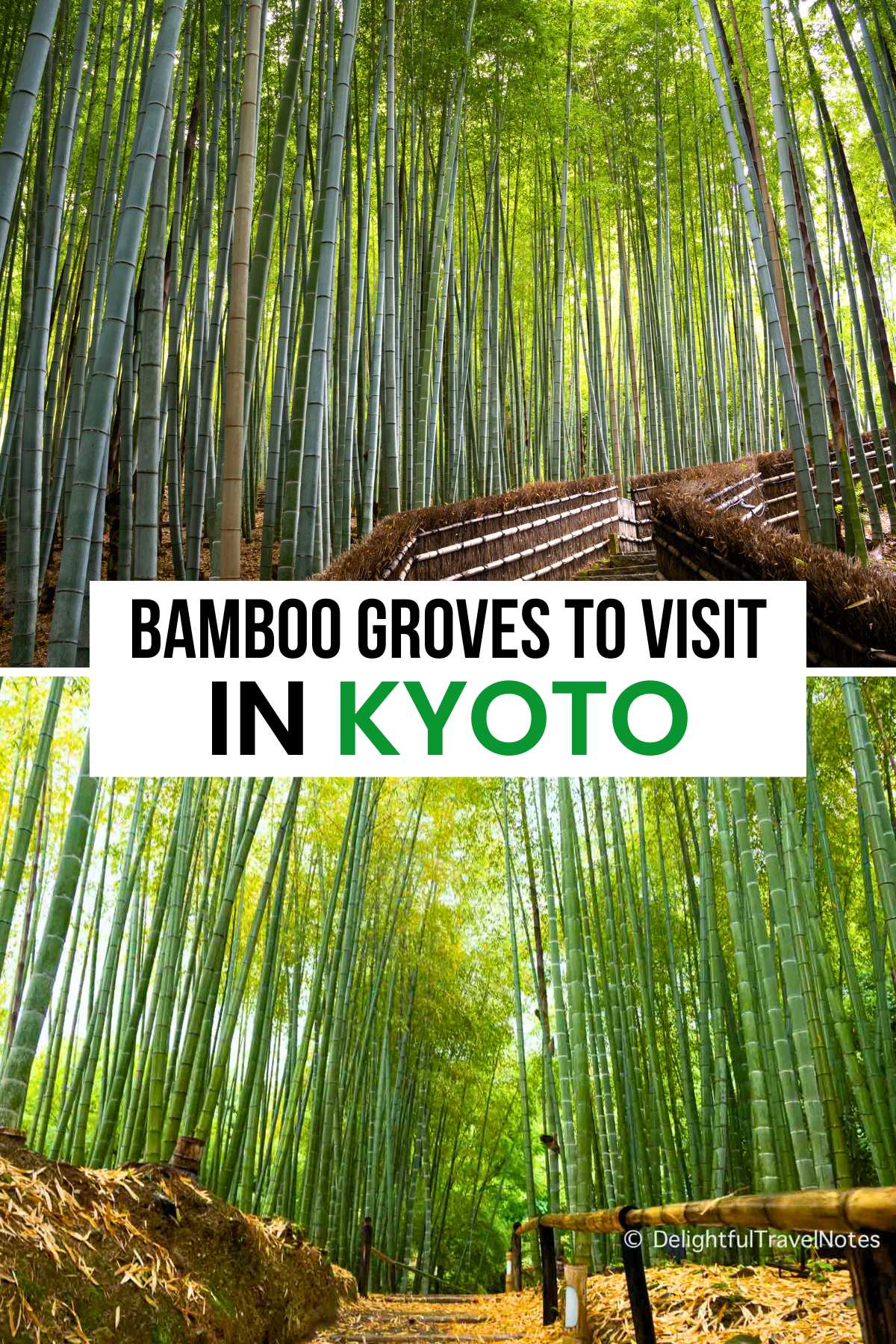 lush and beautiful bamboo groves in Kyoto, an excellent alternative to Arashiyama bamboo forest.