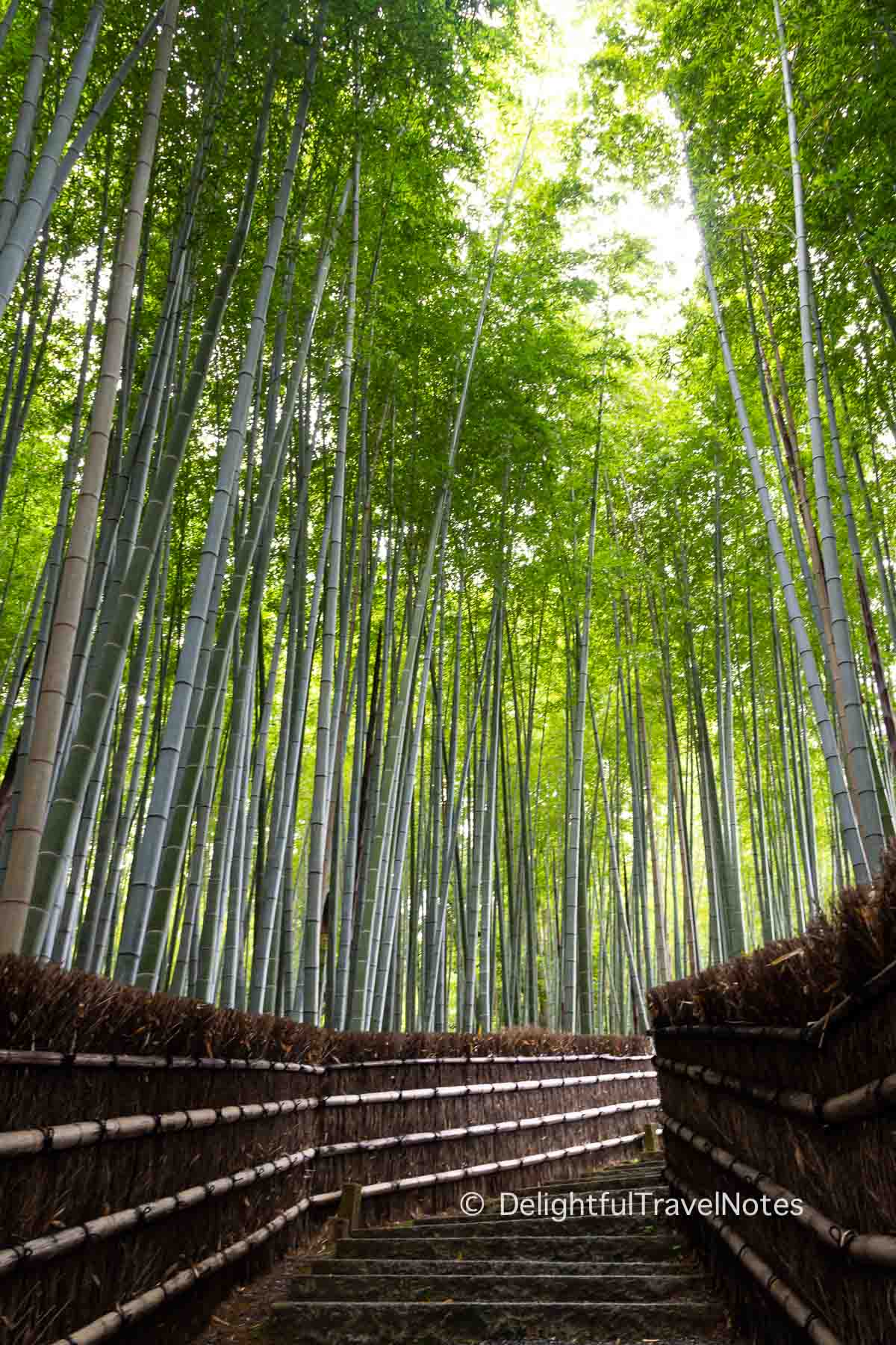 a walking path through the quiet bamboo grove at Adashino Nenbutsu-ji in Kyoto, an alternative to Arashiyama bamboo forest.