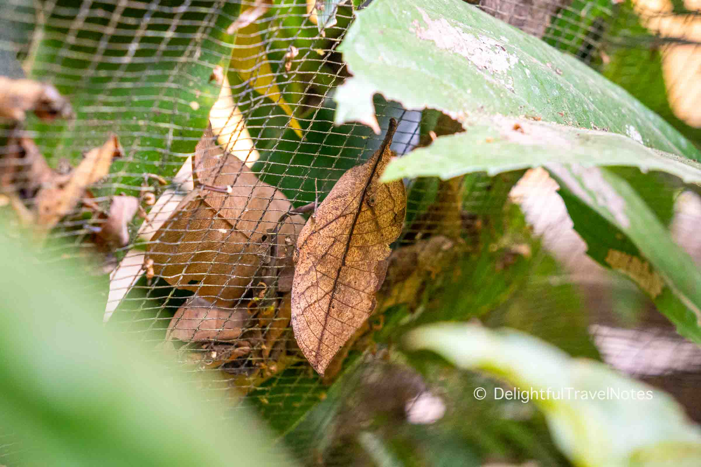 A dead leaf butterfly at the Butterfly Park near Kuang Si Falls.