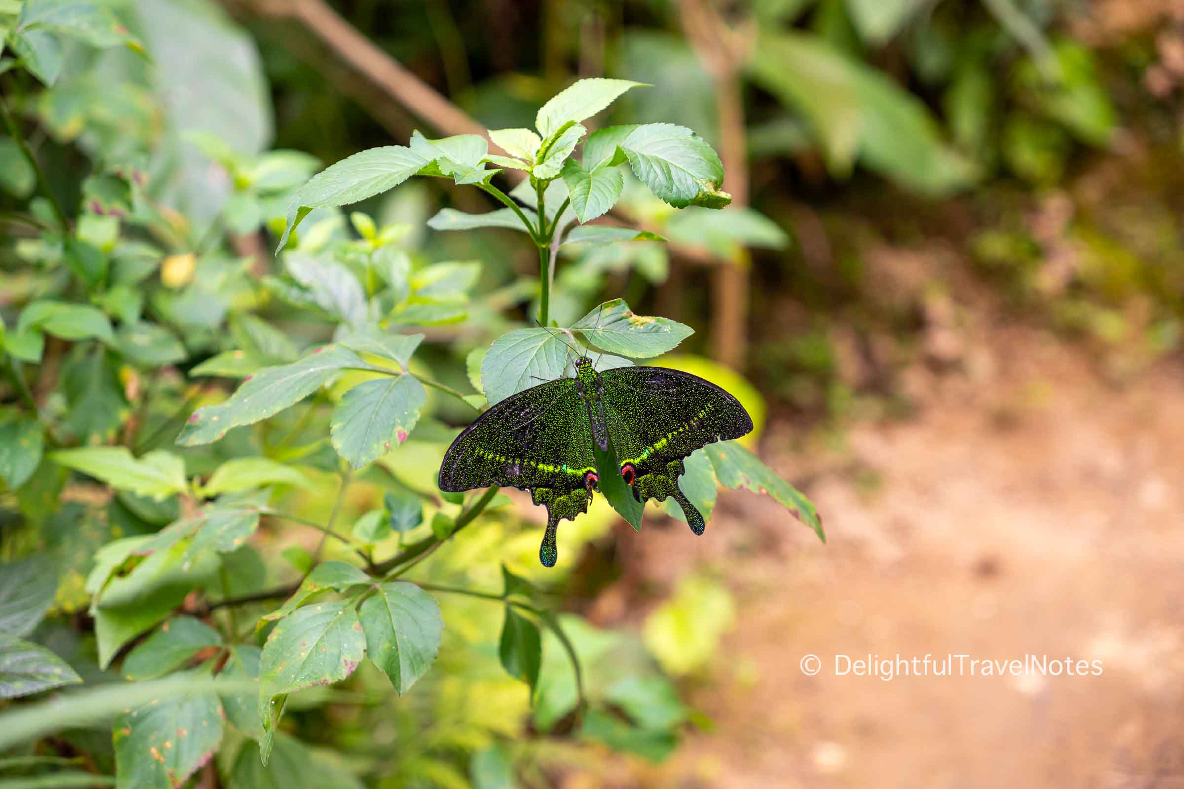 a green butterfly at Kuang Si Butterfly Park.