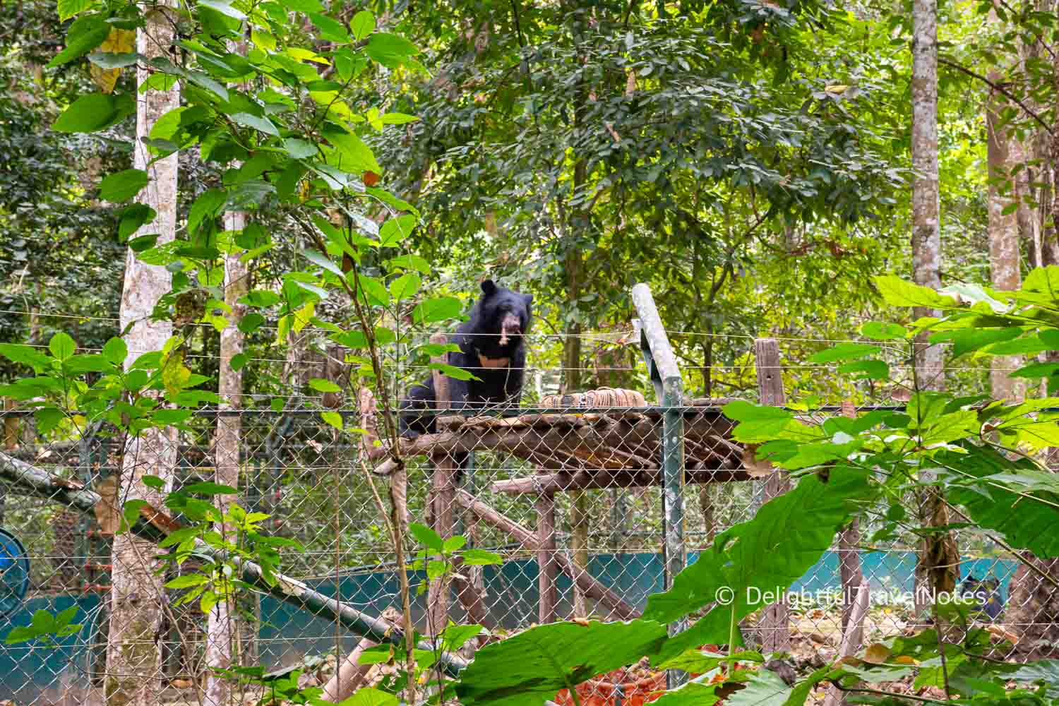 a bear inside the bear rescue area at Kuang Si Falls.