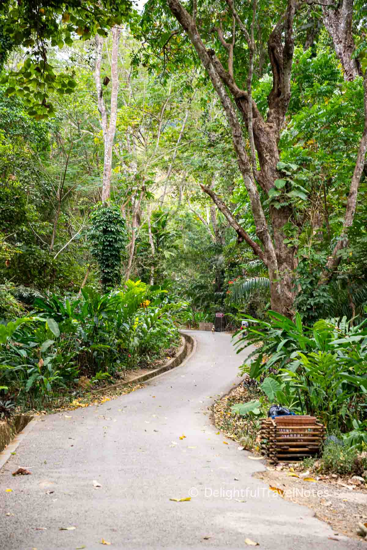 an empty walking path to the main waterfall, showing that going early is one of the best tips for visiting Kuang Si Falls.