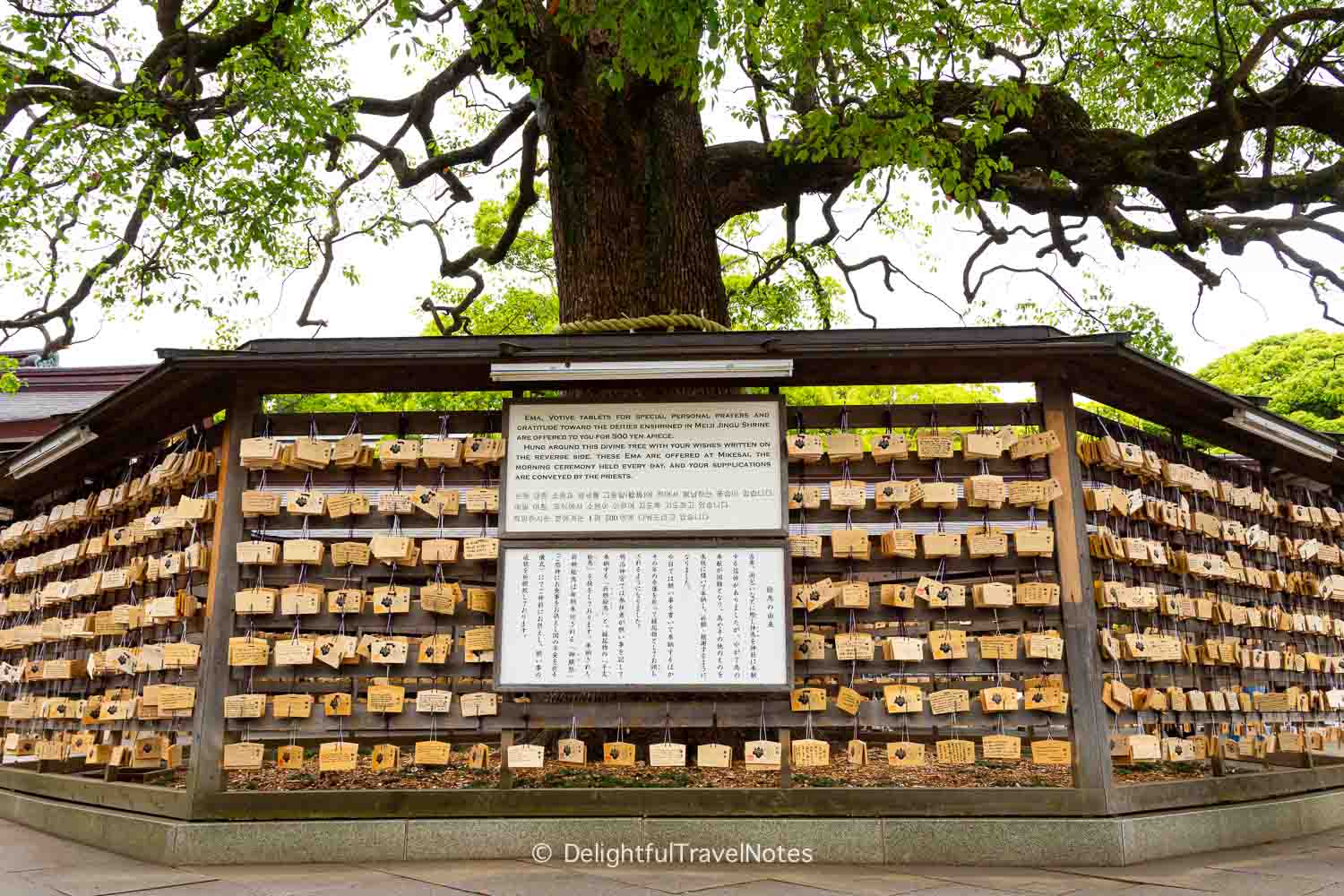 the camphor tree surrounded by votive tablet racks on Meiji Jingu grounds.