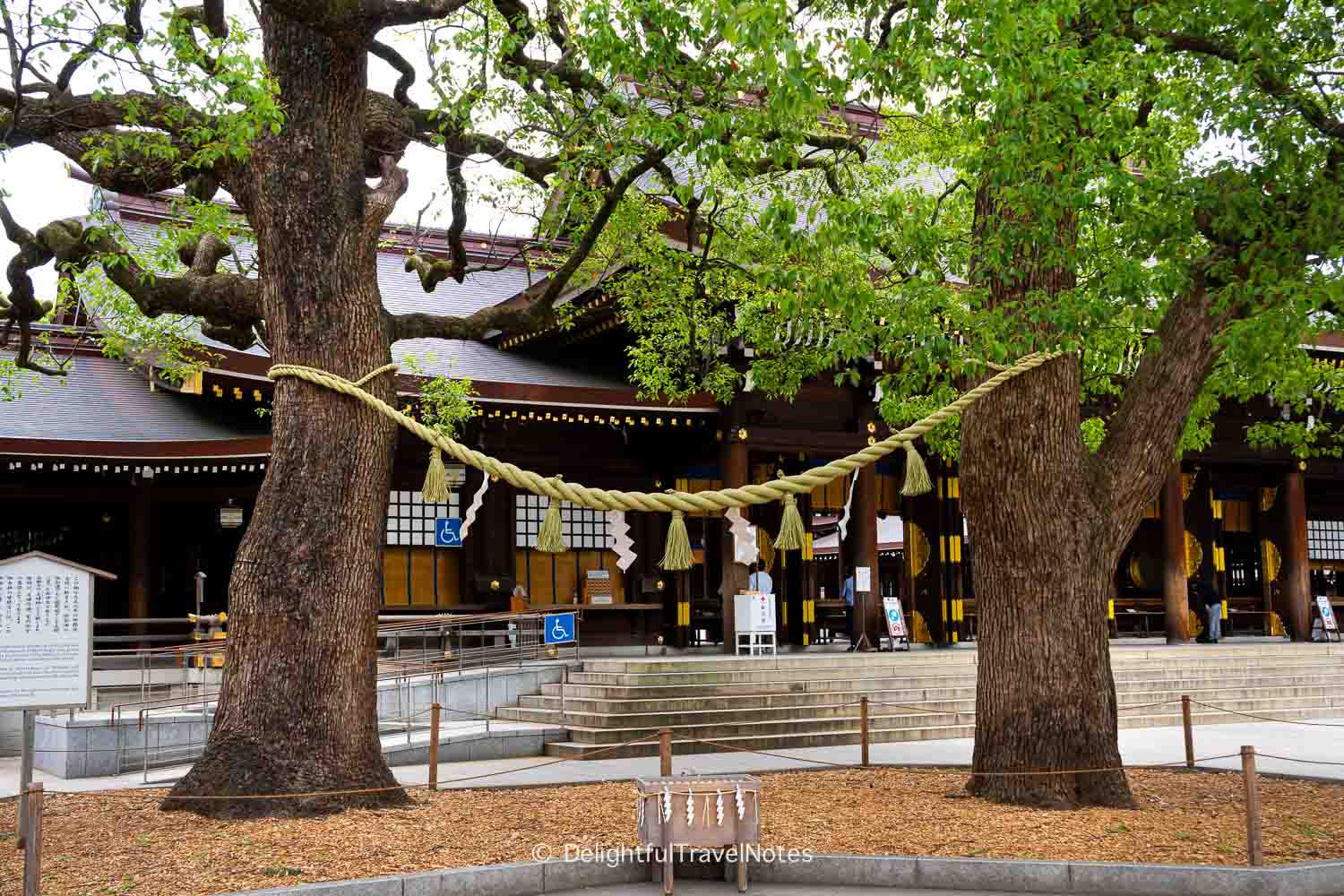 the husband and wife camphor trees joined by shimenawa rope at Meiji Jingu.