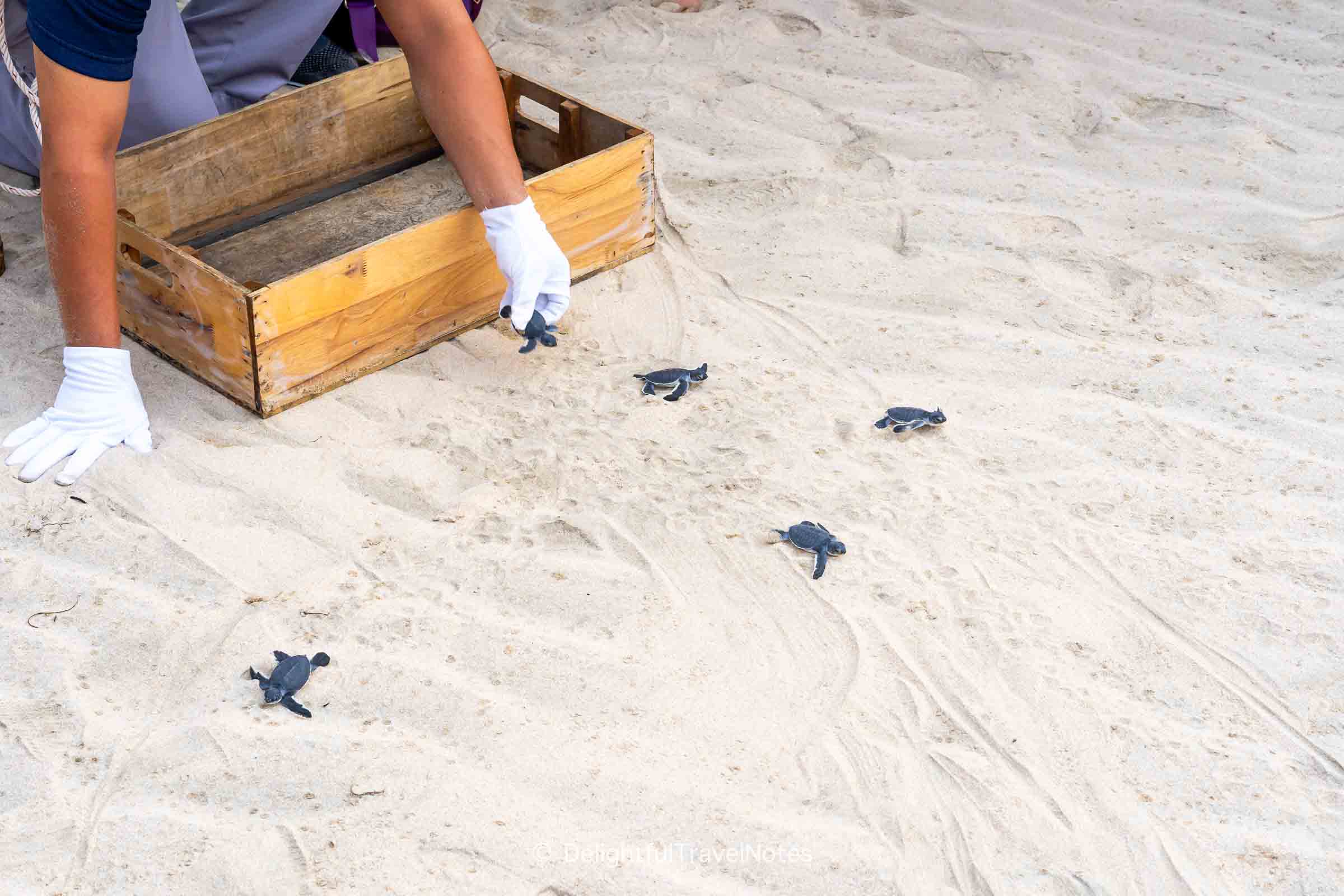 Sea turtle hatchling releases on the beach at Six Senses Con Dao.
