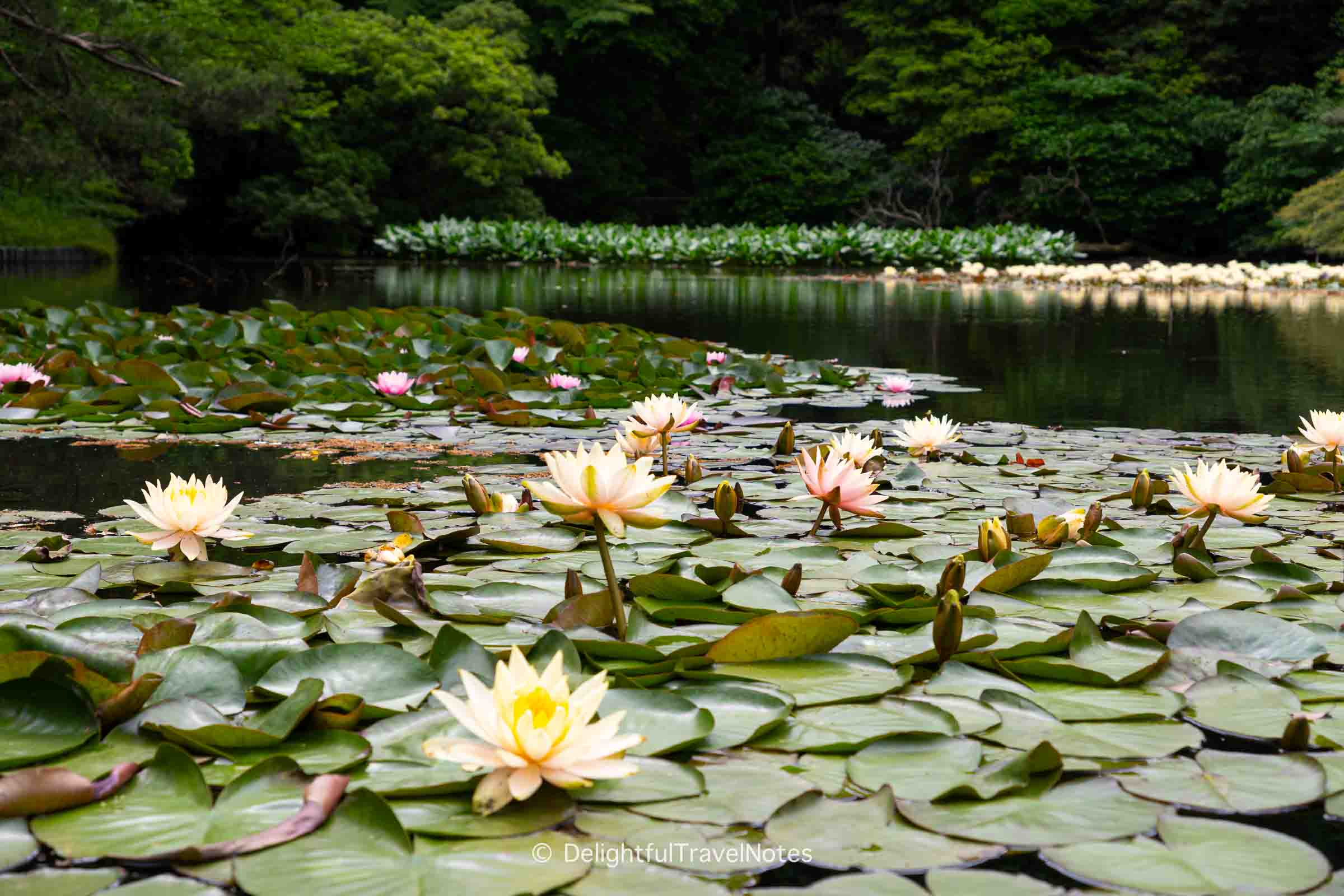 Water lily in the south pond of Meiji Jingu Inner Garden.
