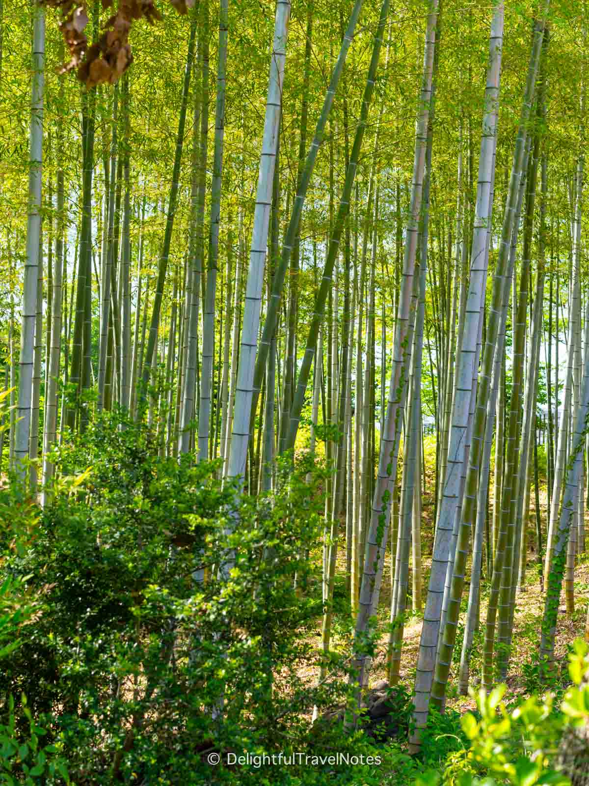 Bamboo groves at Open-air Museum of Old Japanese Farmhouses in Osaka.