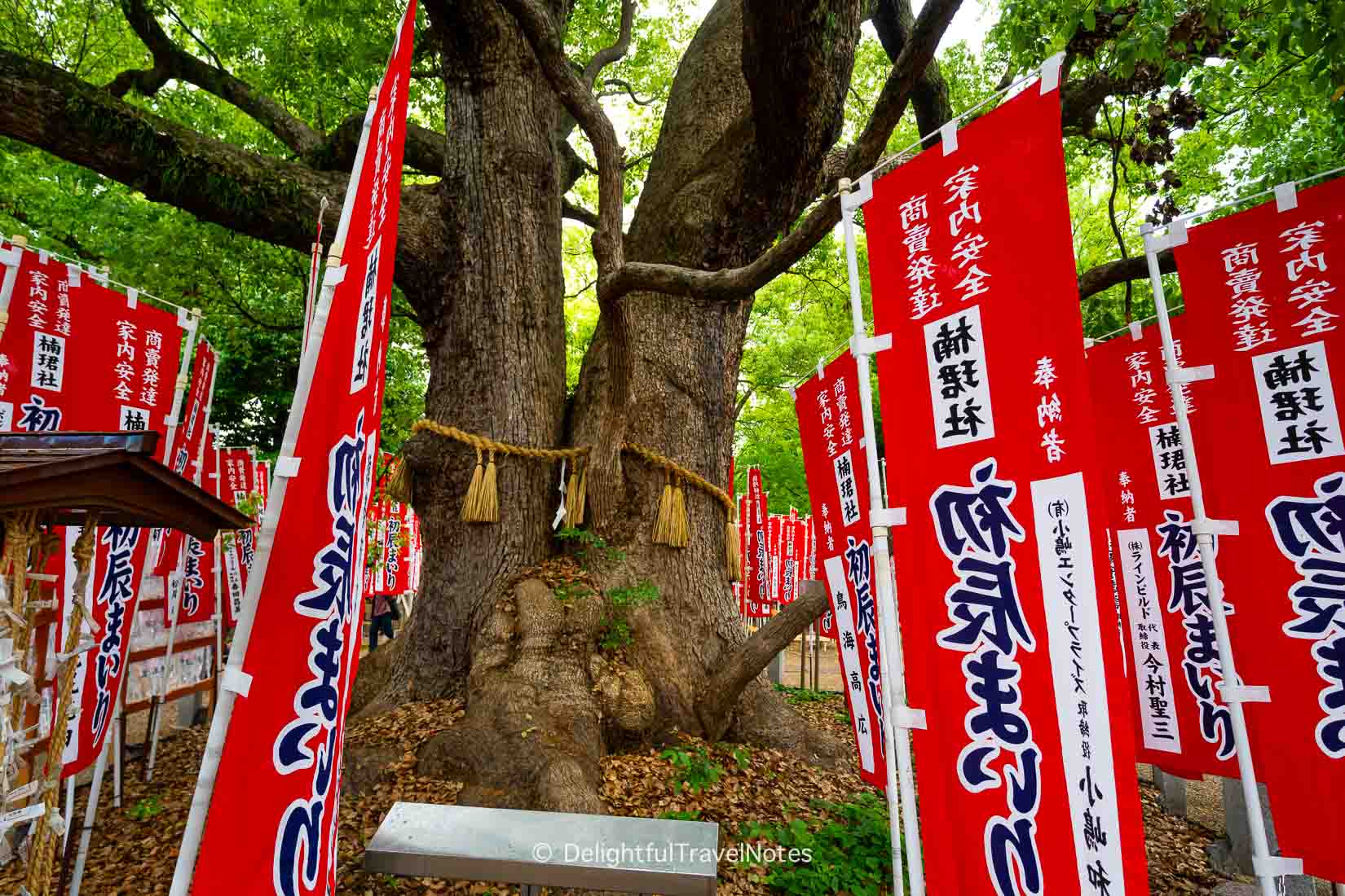 century year old camphor tree infant of Nankun-sha, a sub-shrine of Sumiyoshi Taisha.