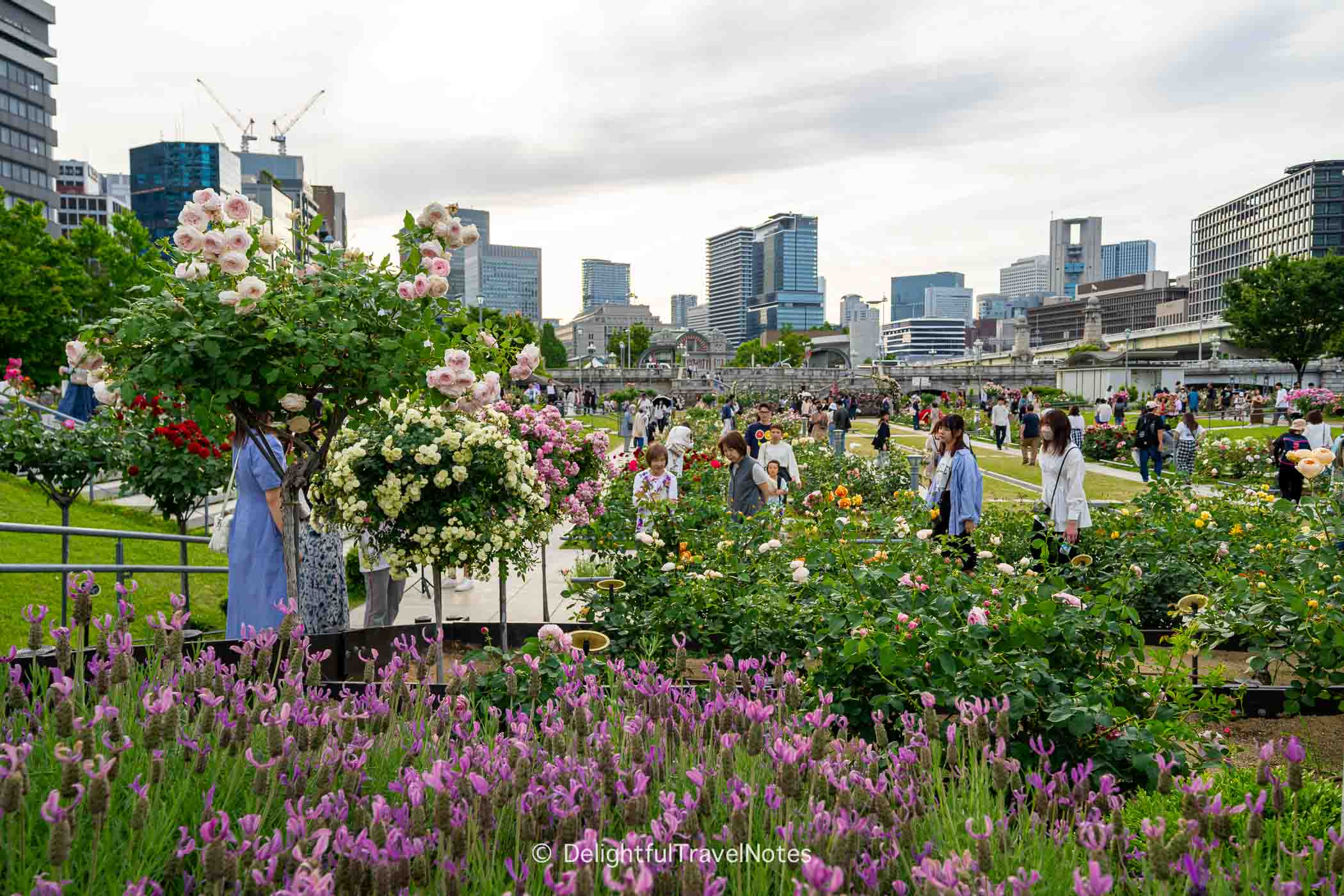 Rose gardens blooming in Nakanoshima Park with a lot of visitors in Osaka.