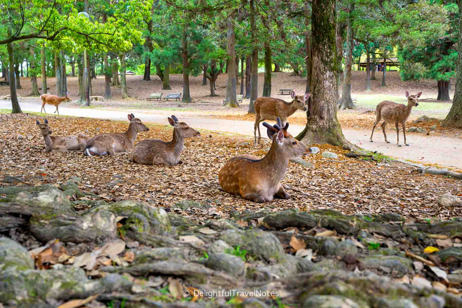 a group of deers chilling in Nara Park.