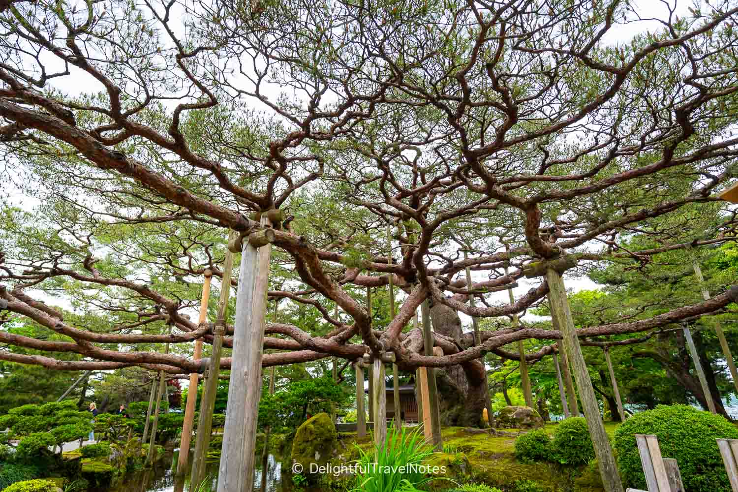 Huge pine tree in Kenrokuen Garden, Kanazawa.