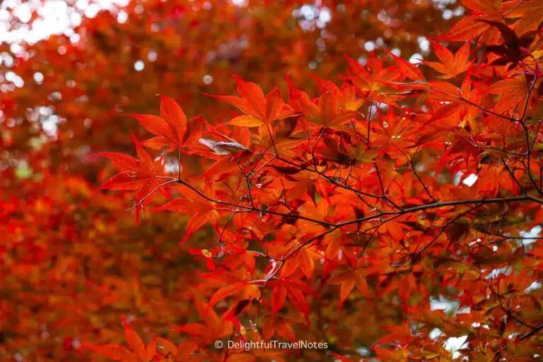 Red maple leaves in Hakone Japan.