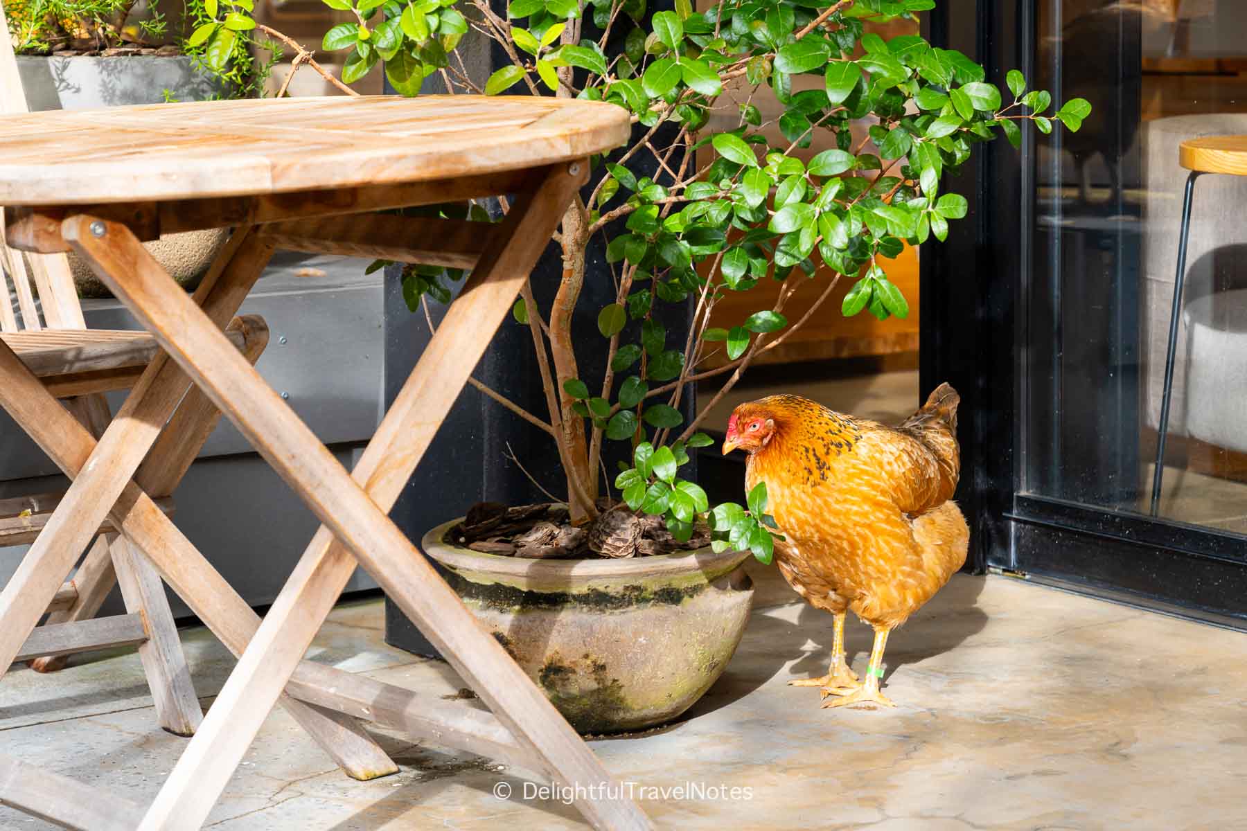 A resident chicken in the garden at Hotel Setre Naramachi.