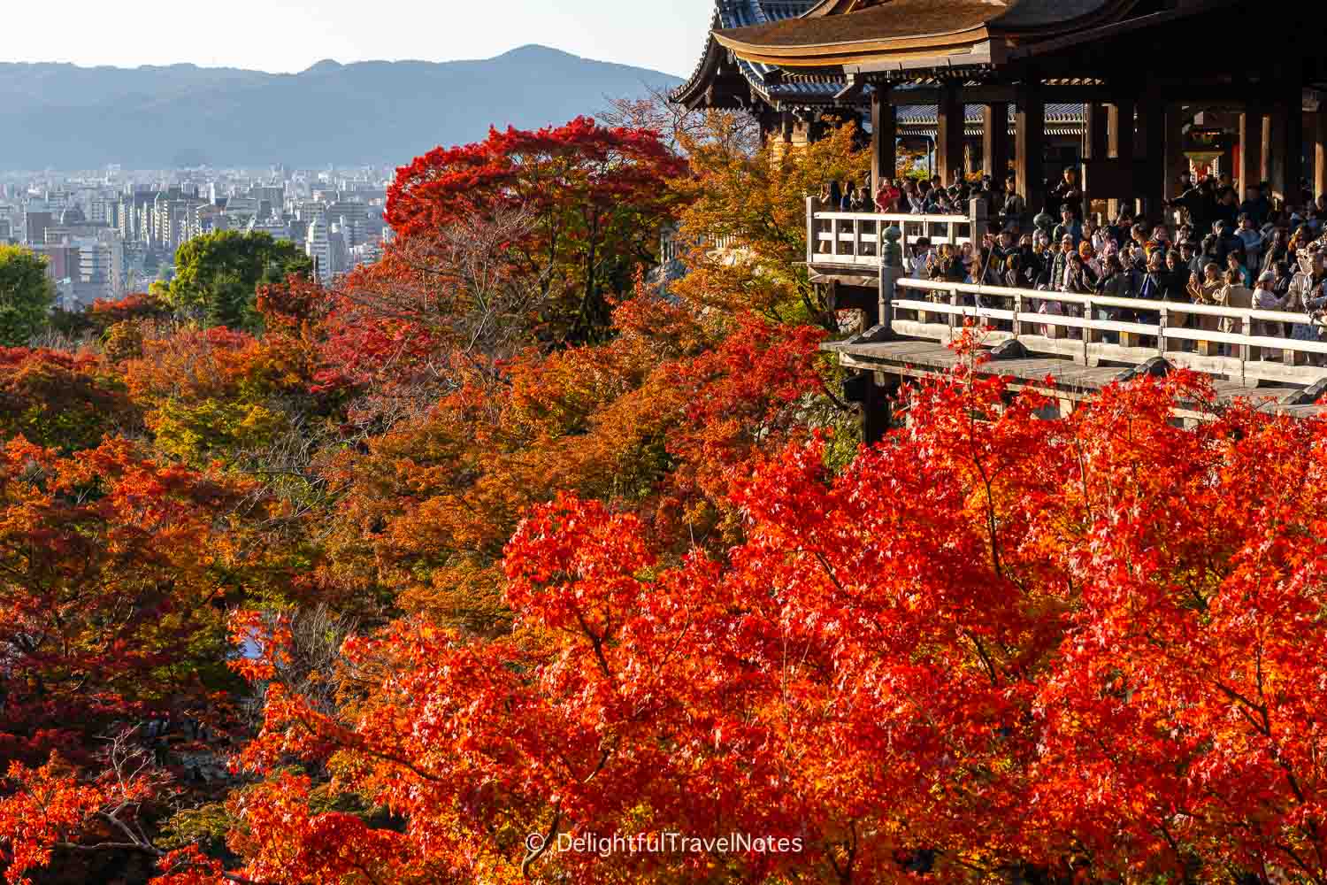 spectacular fall foliage below Kiyomizu-dera's main hall wooden stage, the best in Kyoto.