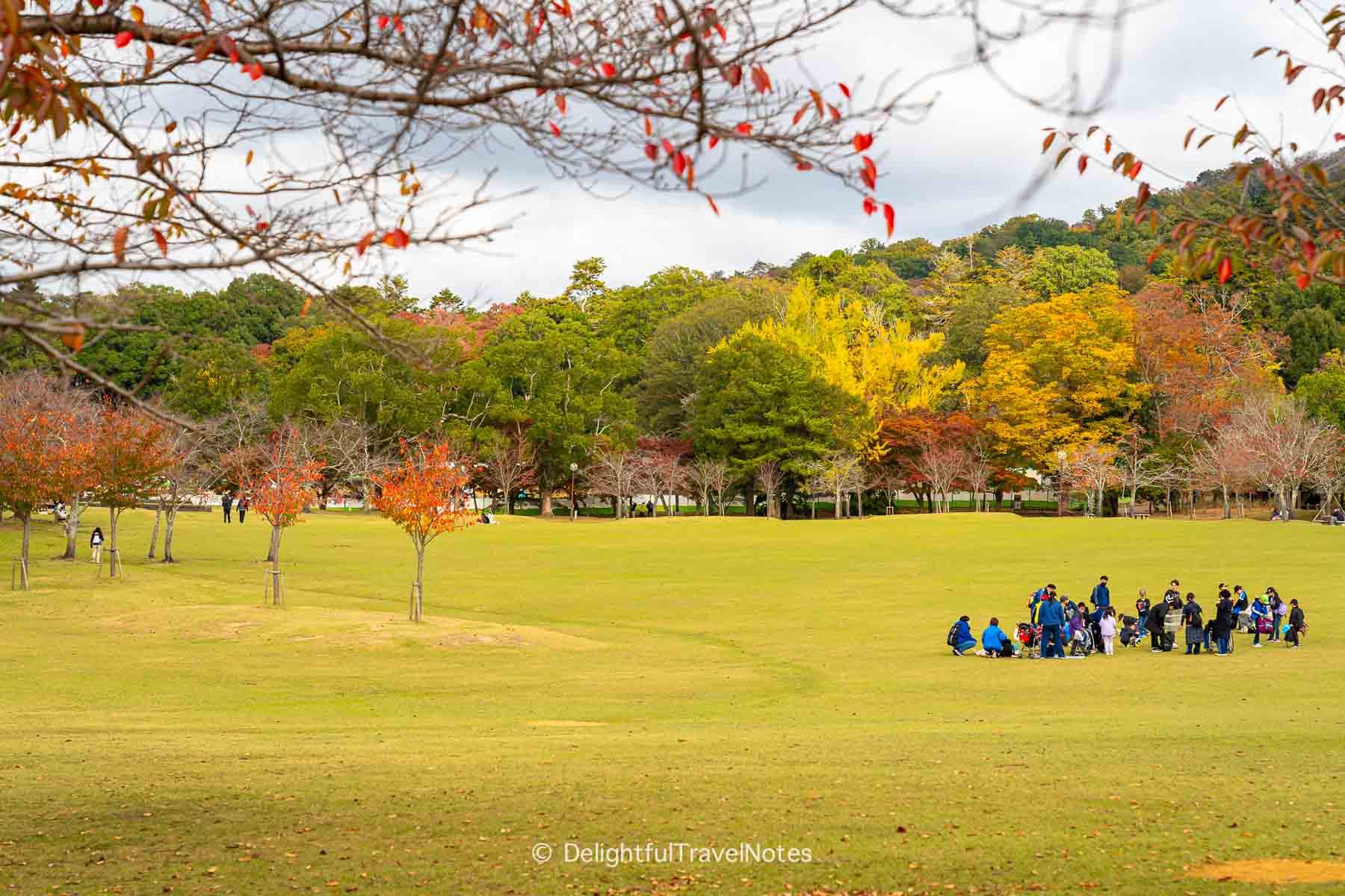 Fall foliage in Nara Park with an open field in the foreground.