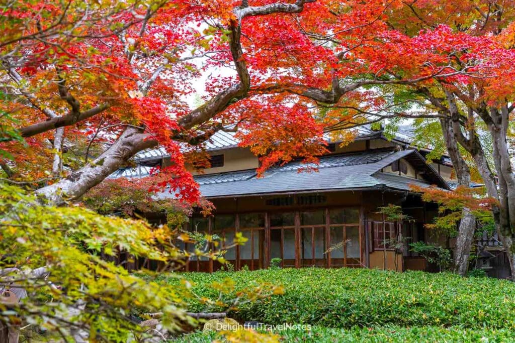 Red maple leaves fall foliage in Hogon-in garden, Kyoto.