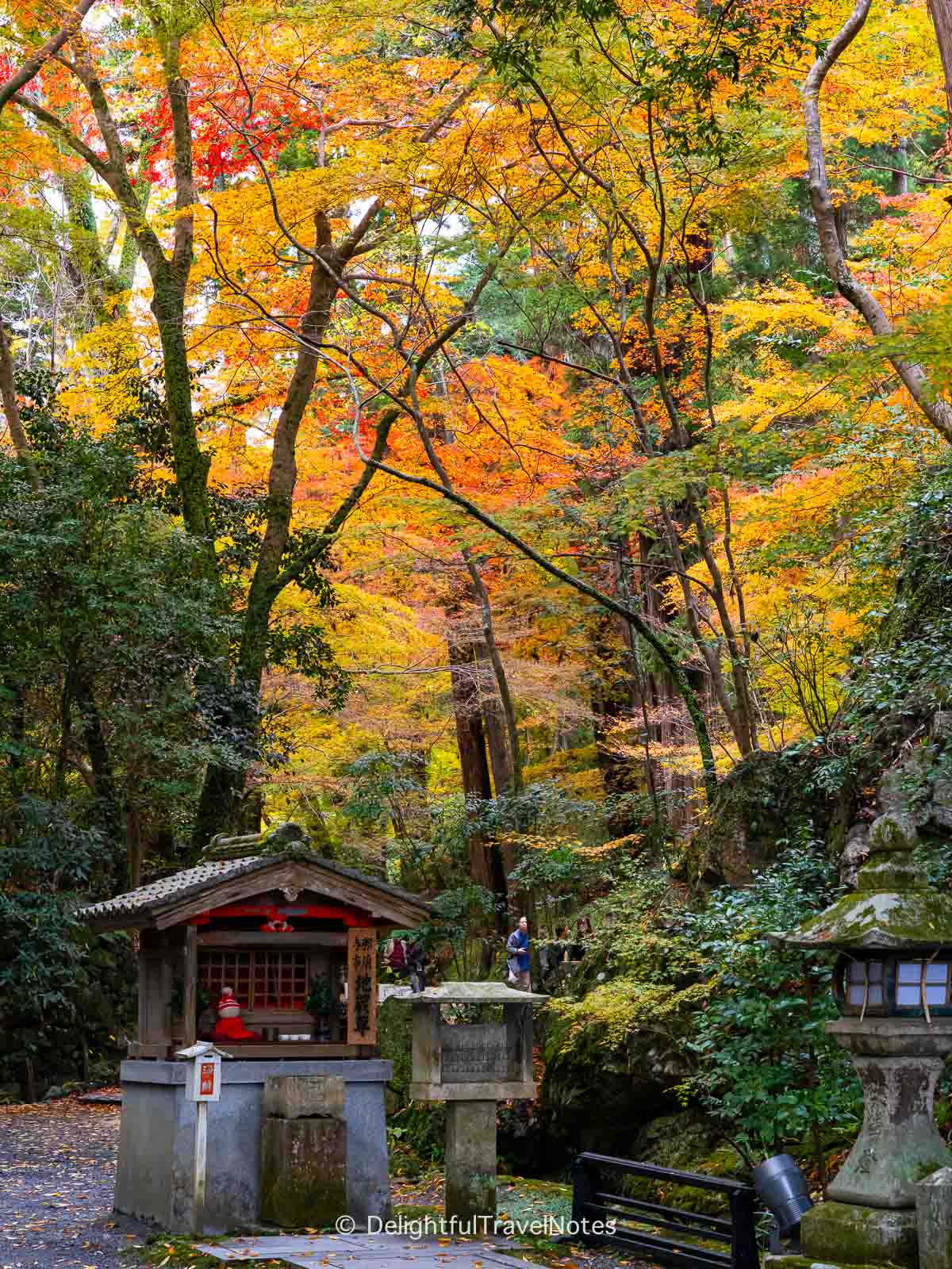 tall trees at vibrant foliage on temple grounds.