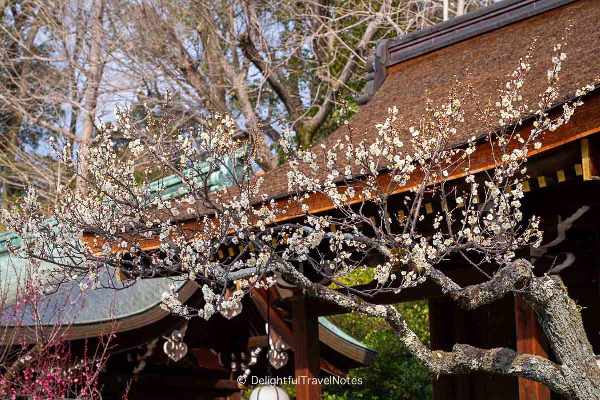 A plum tree in Kitano Tenmangu general area.