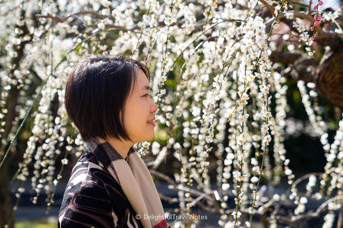 Admiring the beauty of weeping white plum blossoms at Jonan-gu, Kyoto