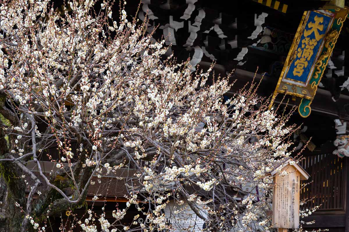February plum blossoms Kitano Tenmangu Shrine Kyoto.