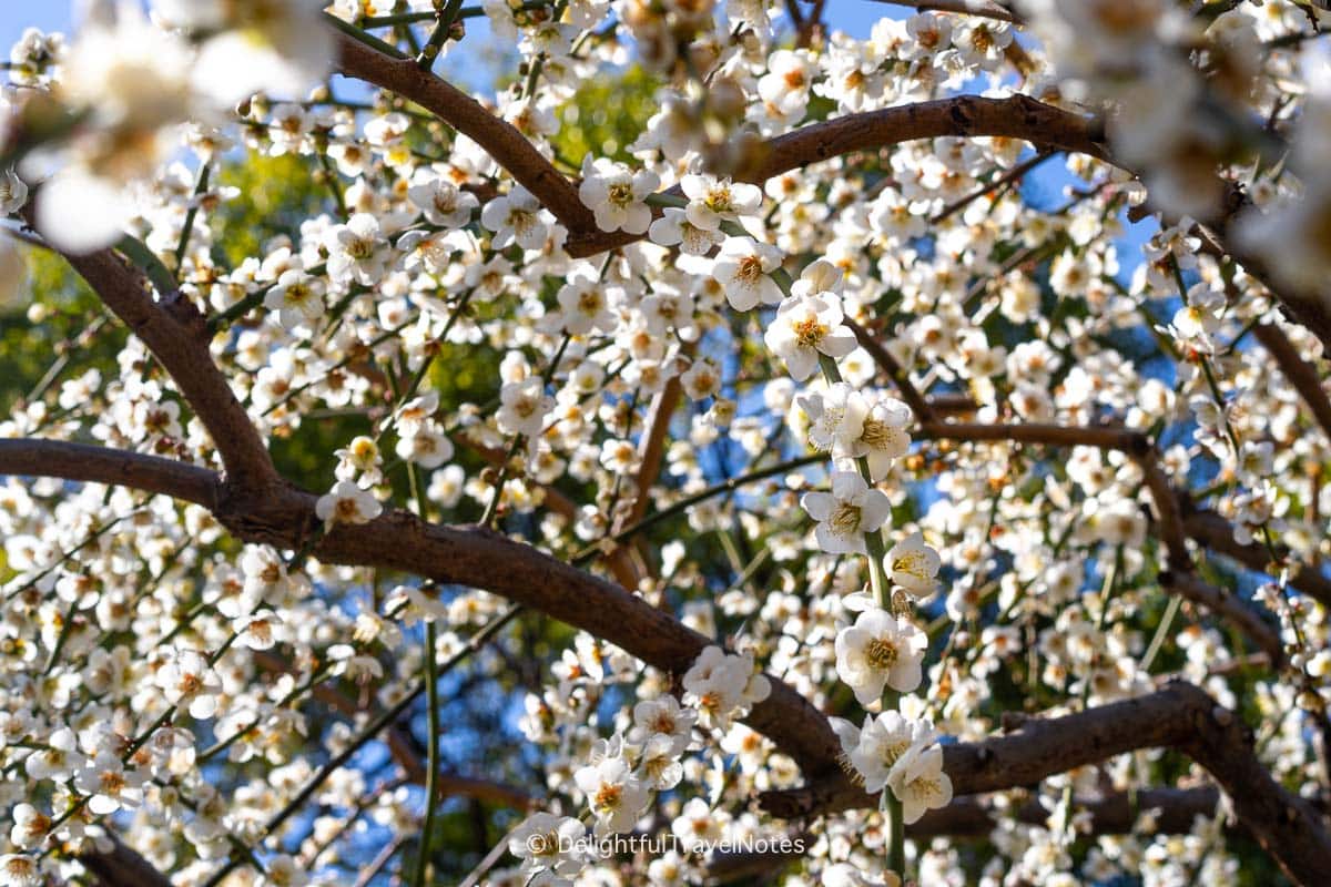A fully bloomed white weeping plum in Jonan-gu Kyoto.