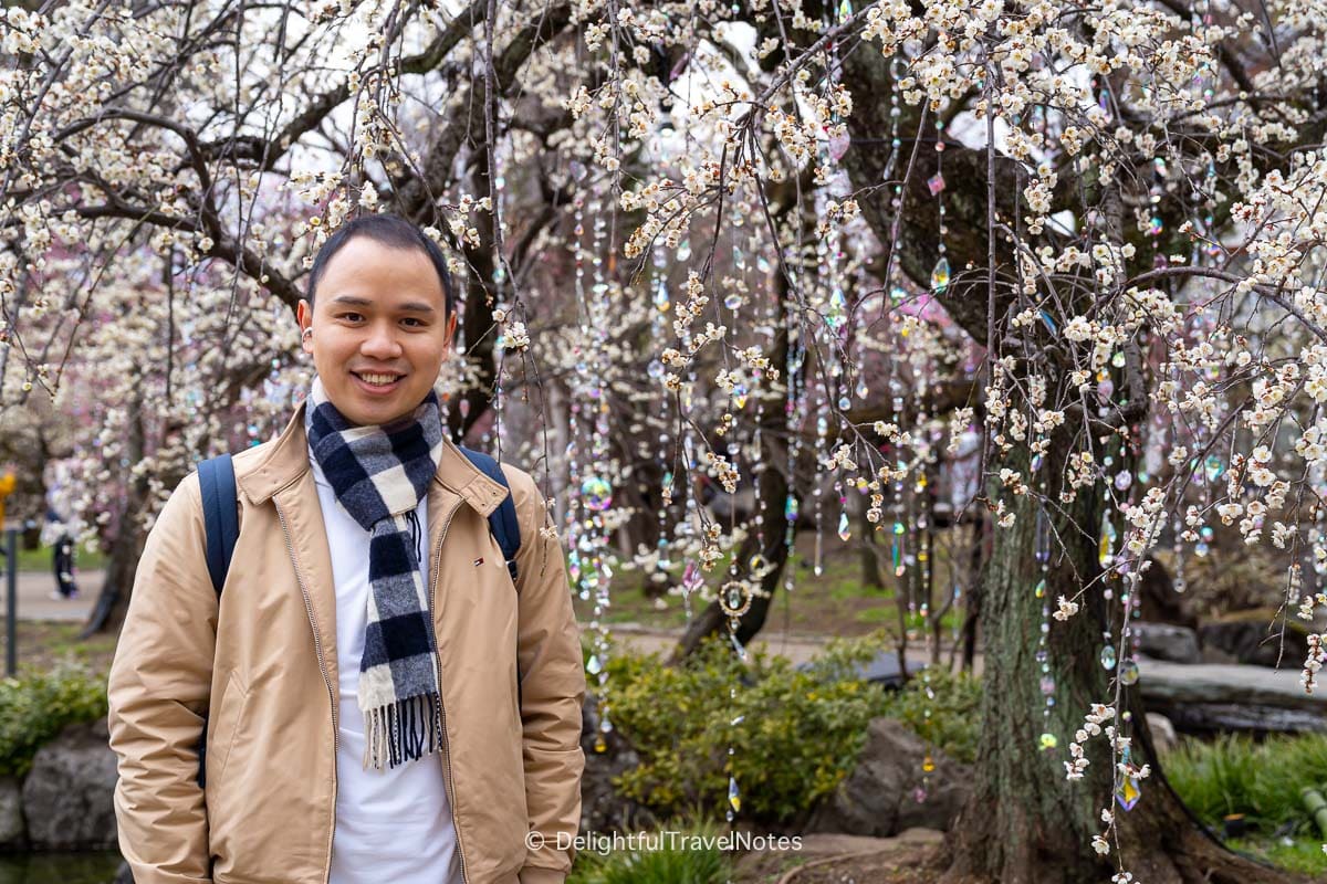 Kitano Tenmangu plum blossoms with hanging glass ornaments.
