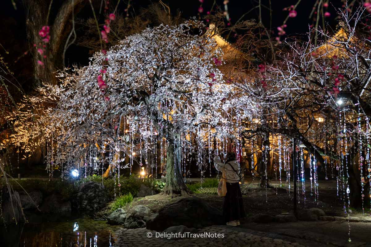 Kitano Tenmangu ume plum gardens illumination.