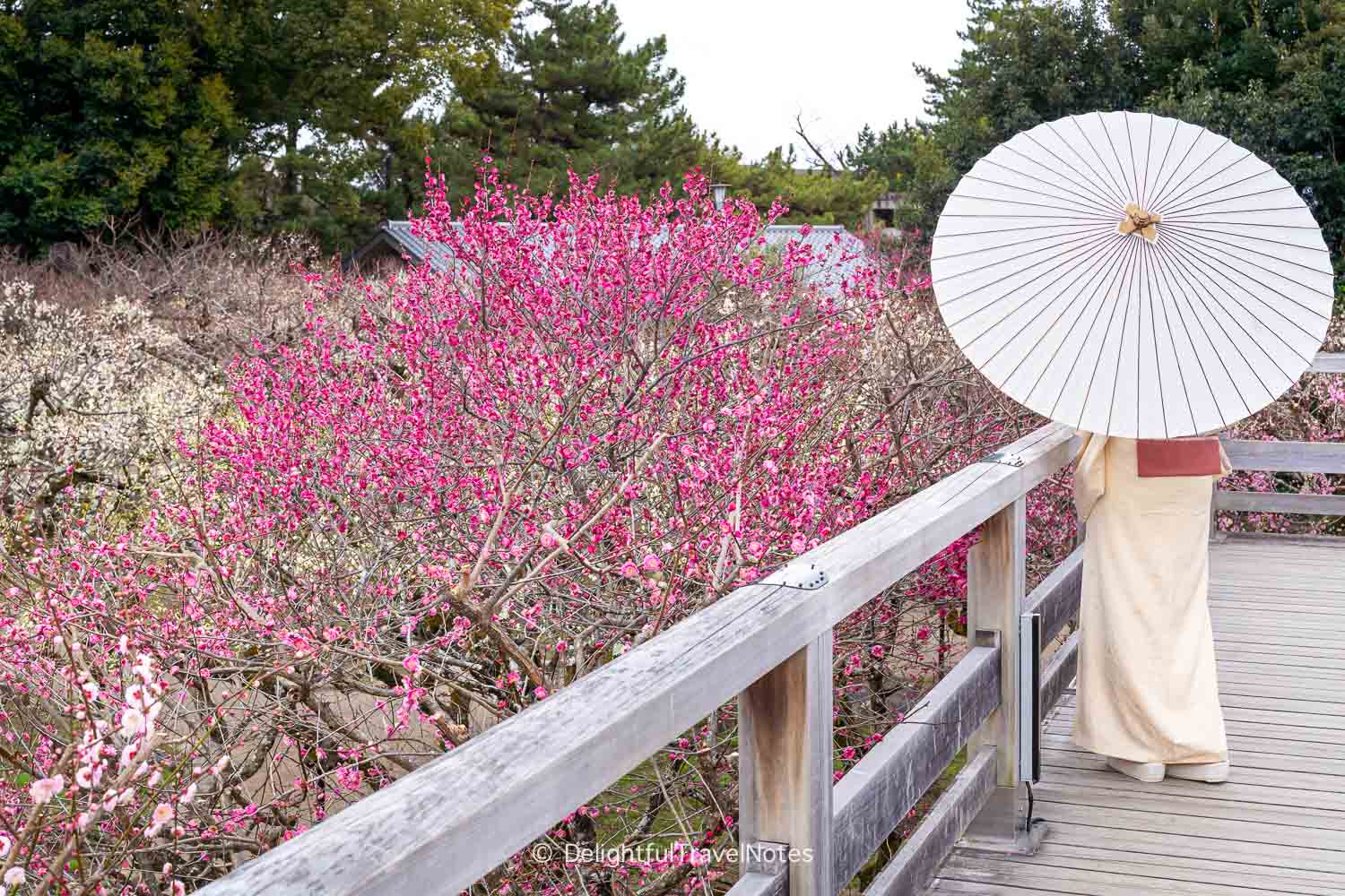 Plum blossoms in varying shades in Kitano Tenmangu garden, Kyoto.