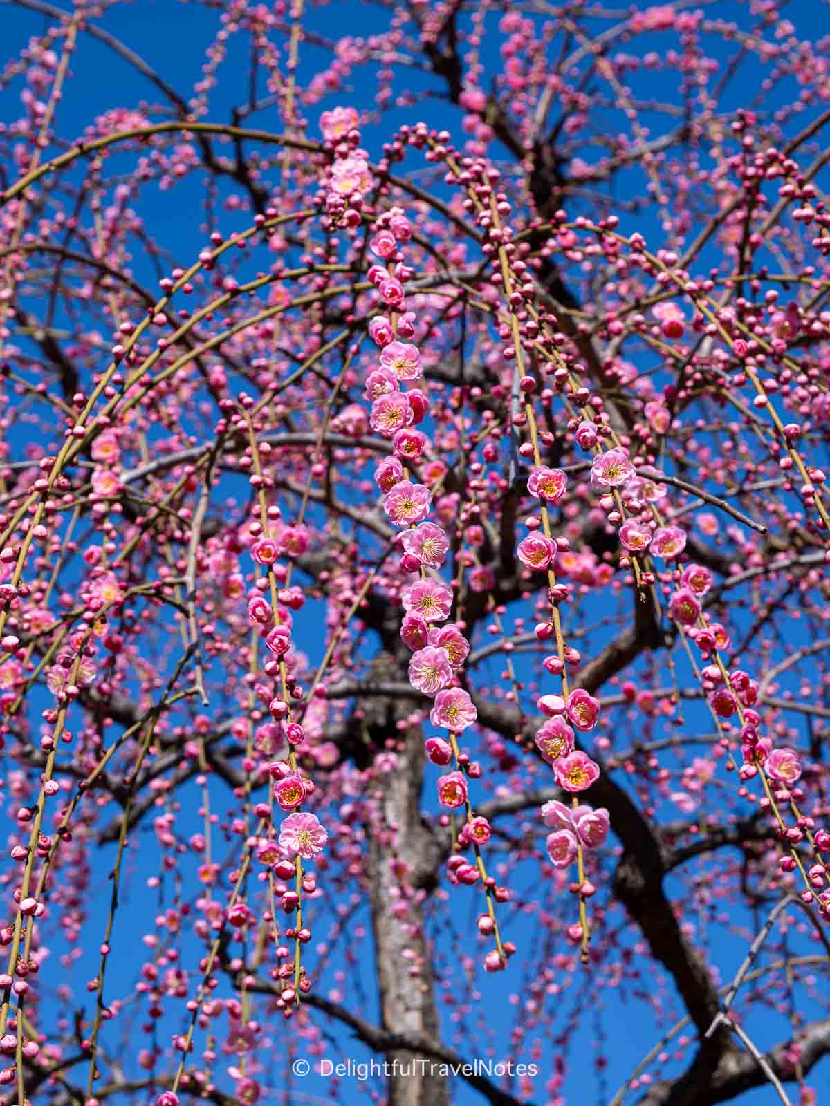 Ume weeping branches filled with pink buds and flowers draping down, Jonan-gu in Kyoto.