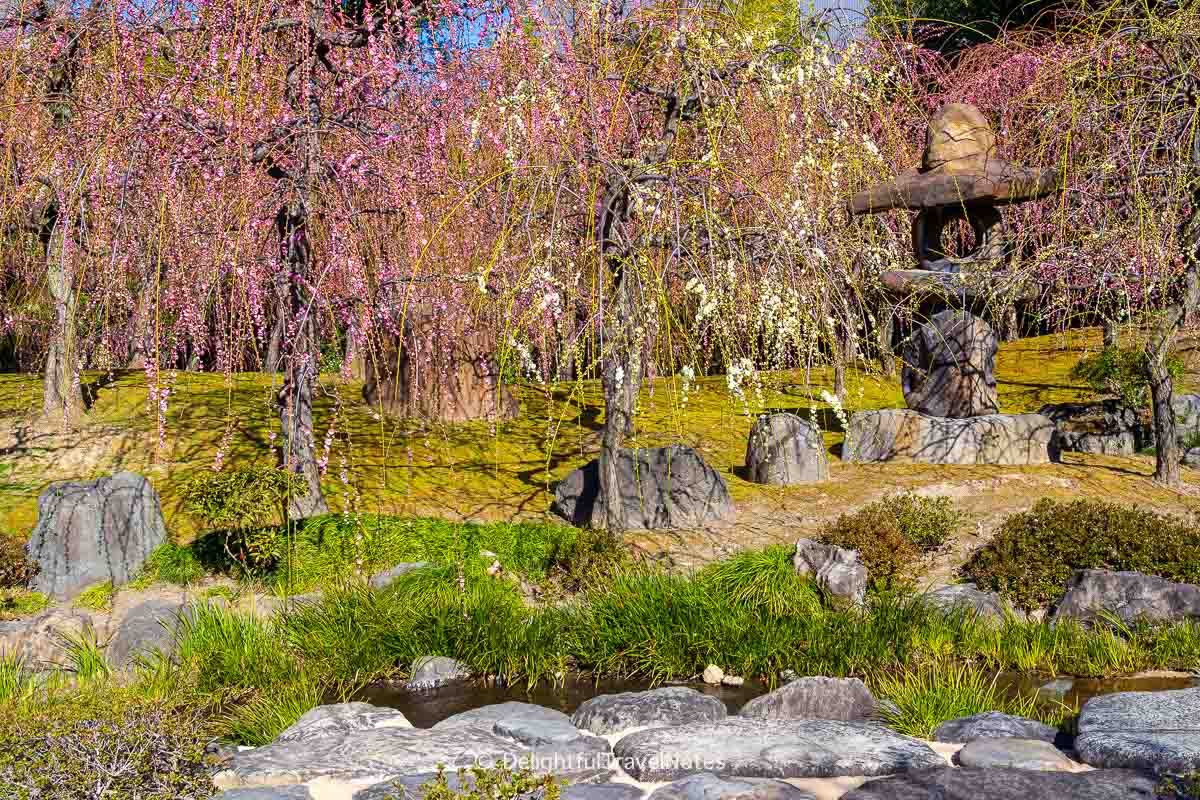 Weeping plum blossoms surround stone lantern in the garden at Jonan-gu Shrine Kyoto.