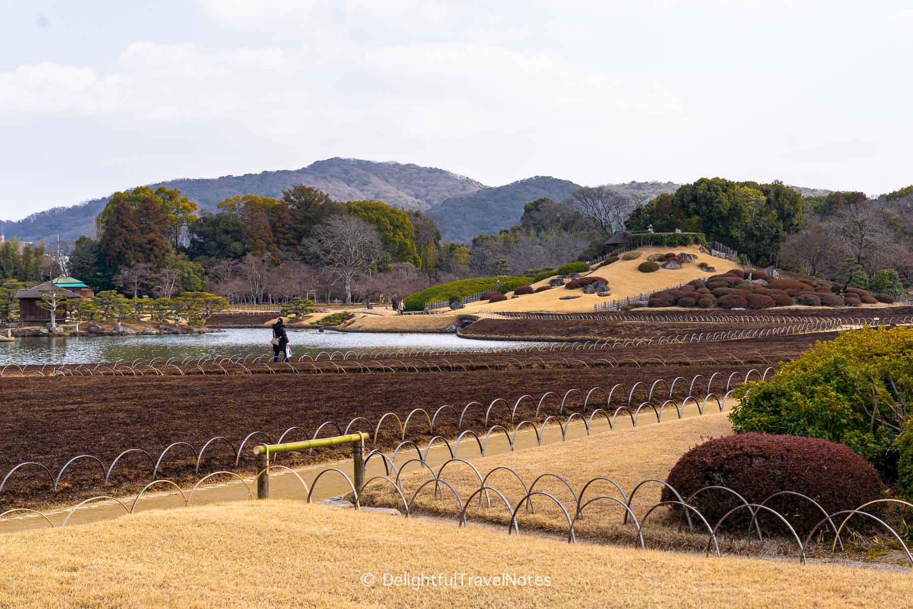 Burned grass in winter at Korakuen garden Okayama.