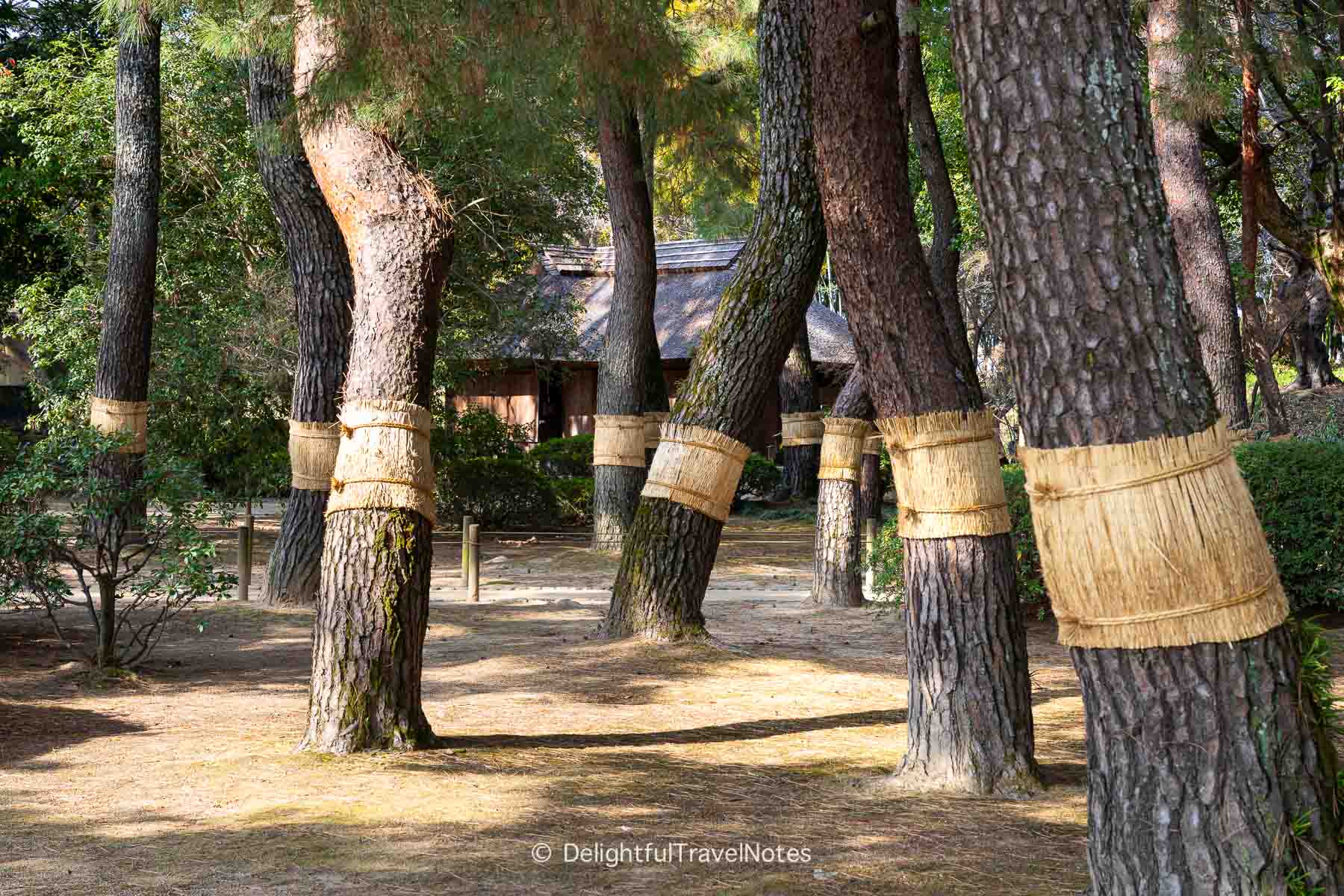 Straws wrapped around tree trunks Korakuen garden Okayama.