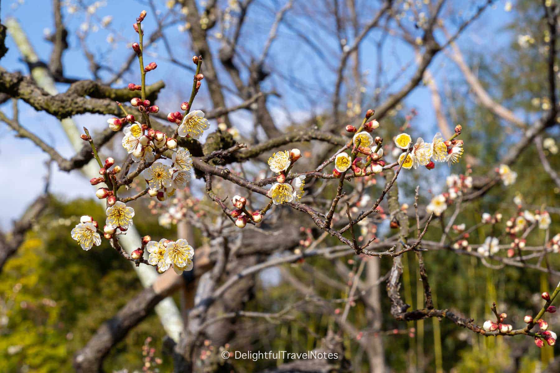 White plum blossoms in Korakuen ume grove, Okayama.