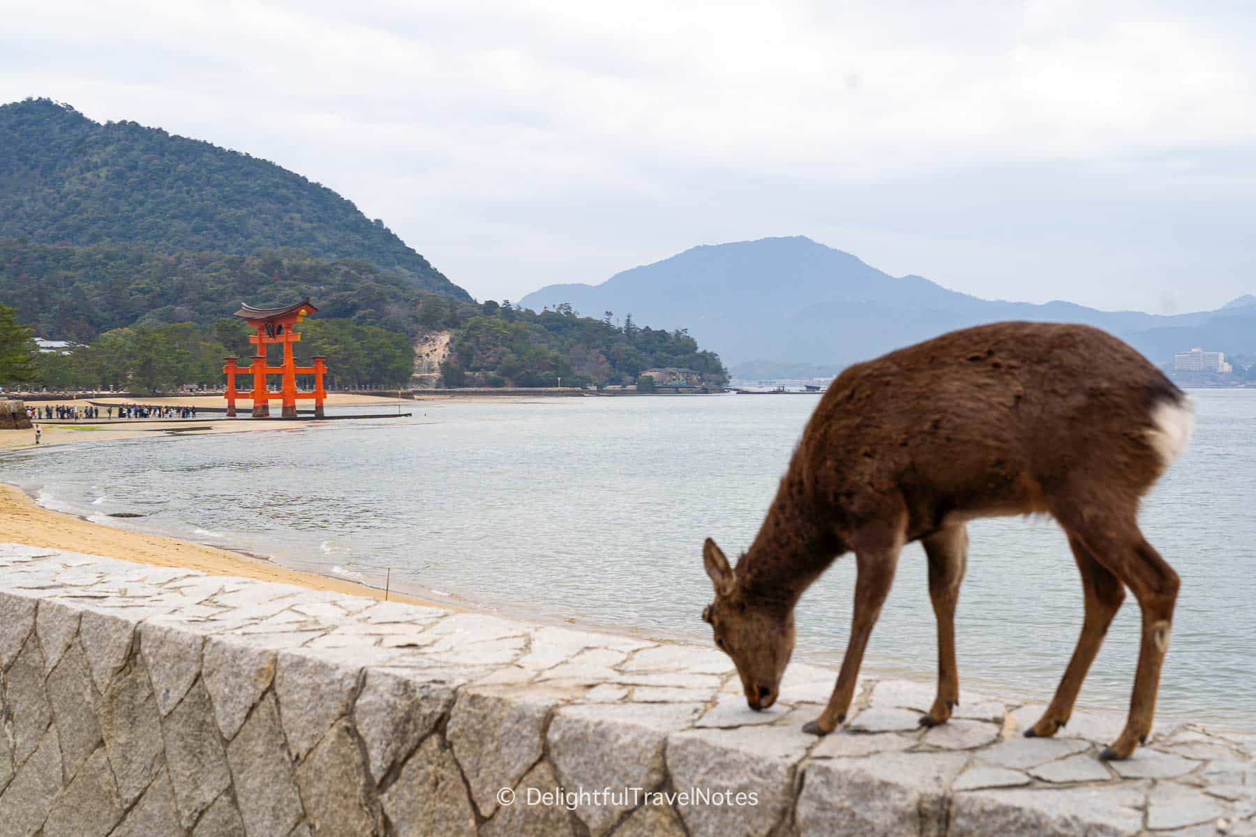 a deer on Miyajima Island with the floating otorii in the background.